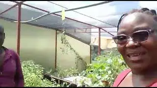 Kenyan man OWNS Greenhouse for  Vegetable 🥒 🎃 Mc @Cleobonny6