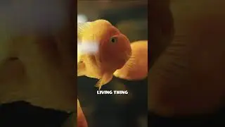 The Colorful Life Of Goldfish #shorts