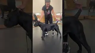 Готовимся к взрослой выставочной карьере!!! #canecorsoitaliano #dog #canecorso #puppy #канекорсо