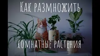 Как размножить комнатные растения