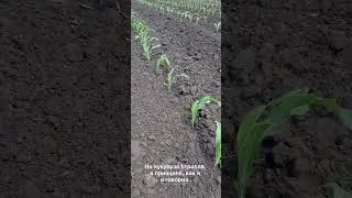 🌽 Имитация заморозков. Итоги