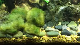 More baby kuhli loaches