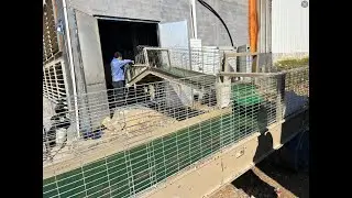 How to harvest 80,000 broilers within 10 hours