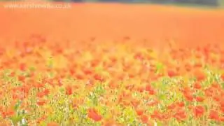 Field of Poppies Kent - Poppy Field UK