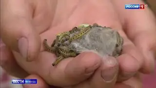 Ивовая моль в Никольско-Архангельском