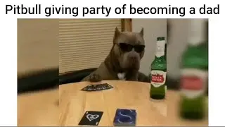 Pitbull giving party of becoming a dad