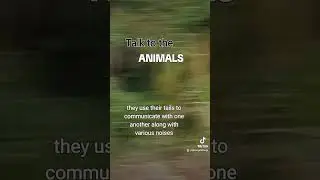 Talk to the ANIMALS
