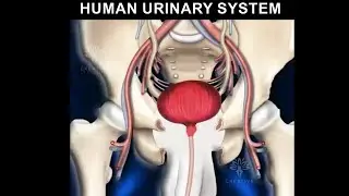 How urinary system works in human body? Urine formation animation