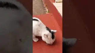 *Cat loves* snacks Shorts | Cat love eating snacks shorts | Cat eating snacks shorts video