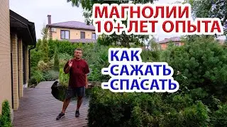 Magnolias - how to plant, grow, save 10+ years of experience