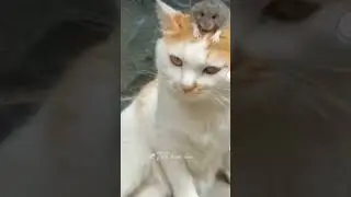 ഒരു എലി ഇതിലെ പോവുന്നുണ്ടായിരുന്നു😂 ഇവൻ ഇത് എവിടെ #shorts #animals #dubbing #cat #subscribe
