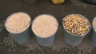 Ярмарка голубей г.Краснодар 04.02.2024г. 3часть