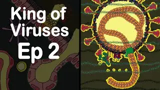Mucosa Immunity against SARS CoV-2
