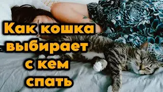 Как кошка выбирает, с кем спать