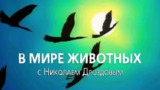В мире животных заставка