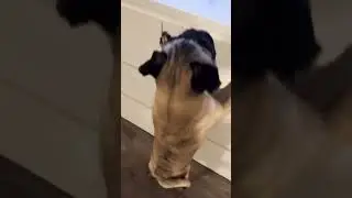 Bowser Reacts to @HandstandPug 🐾 #funny #pugcollab #pugs #puglife #pugobsession