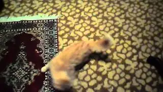 Пьяный кот
