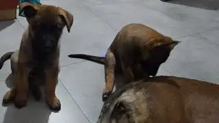 how and why we named the puppies