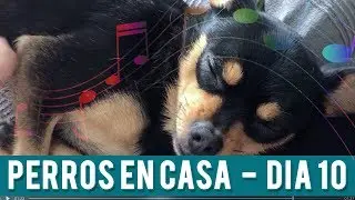 Musicoterapia Para Perros | Día 10