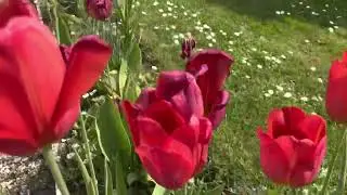 Les fleurs du jardin au Printemps