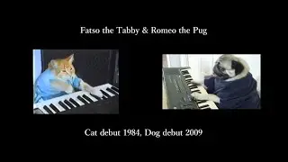 Dog & Cat playing pianos: Turrican 2 - Intro/Title Theme - Amiga music