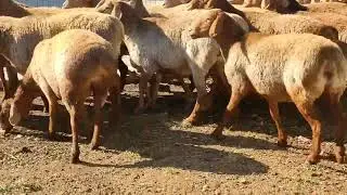 22 ДОНА БОГОЗ СОВЛИКЛАР УДАРИДАН КЕЛДИ☎️+998935758881☎️