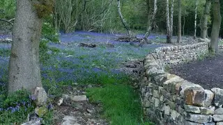 BLUEBELLS Walking through SHAW WOOD - OAKERTHORPE & CULLAND WOOD - WINGFIELD PARK