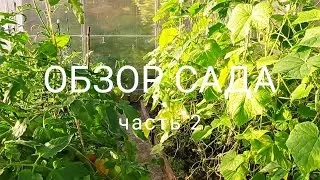 #Обзор сада на 01.08.2021 часть 2