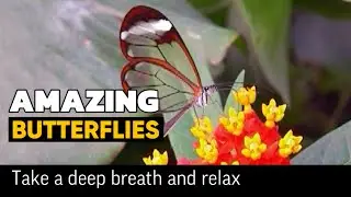 Amazing BUTTERFLIES
