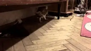 Сова бегает! Сова Фидель! Сова с мышкой! Сова и мышь! Прятки совы! Сова скрывается!