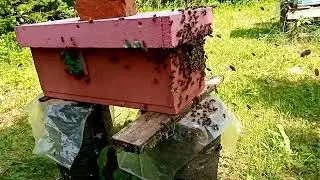 Как слетают пчёлы из облётников