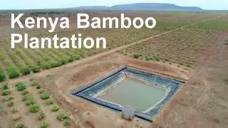 Bamboo Consultancy in Kenya