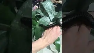 She has 1,500 legs! Centipede centipede