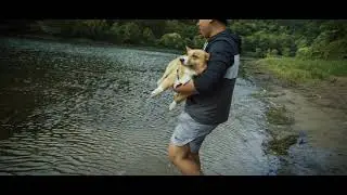 Corgi Swimming at the Delaware Water Gap