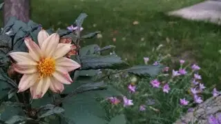 Проращиваю георгины