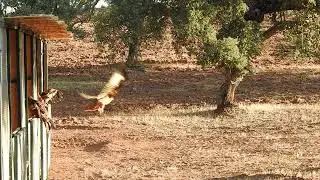 Salida de dos milanos