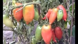 Томат Корейский длинноплодный.