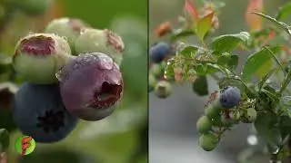 Arándanos variedades,  tiempos de producción,  ventajas de exportación  Capítulo 2 - FADCAMPO gloria