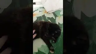 ГЛАЖУ ЧИКУ