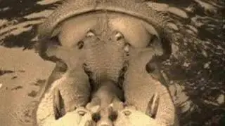 Hipopotam  Beautiful animal