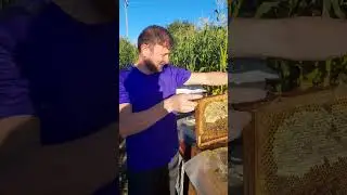 Ladik balı yükleniyor 02.08.2024 #bee#honey#summer