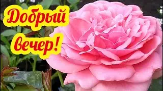 Добрый вечер, друзья!  Пожелания доброго вечера! Открытки добрый вечер