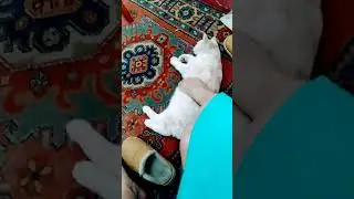 Майя🐈 чухается, а князь Андрей ранен. 