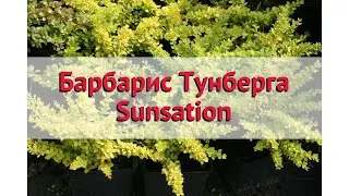 Барбарис тунберга (sunsation) 🌿 Обзор: посадка и уход. саженцы барбариса : описание и особенности
