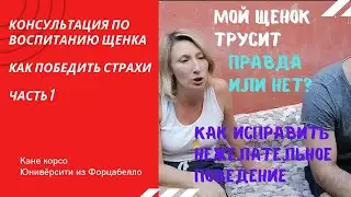 Рекомендации по воспитанию щенка кане корсо. Щенок трусит, что делать? Часть 1