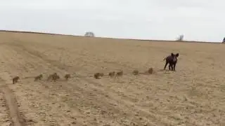 Кабаниха ведет свое семейство.
