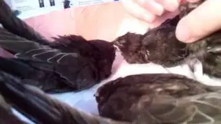 Кормление стрижат
