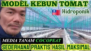 PERKEBUNAN TOMAT HIDROPONIK 🇹🇼