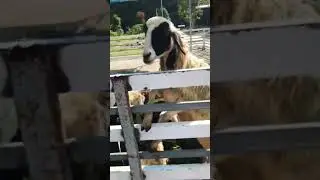 #music #sheep #viral #animals