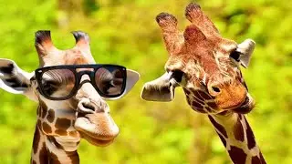 Jaw-Dropping Secrets of the Wacky Giraffe Revealed